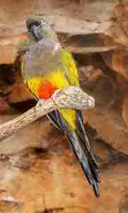Patagonian Conure — Cyanoliseus patagonus, large burrowing parrot from Argentina