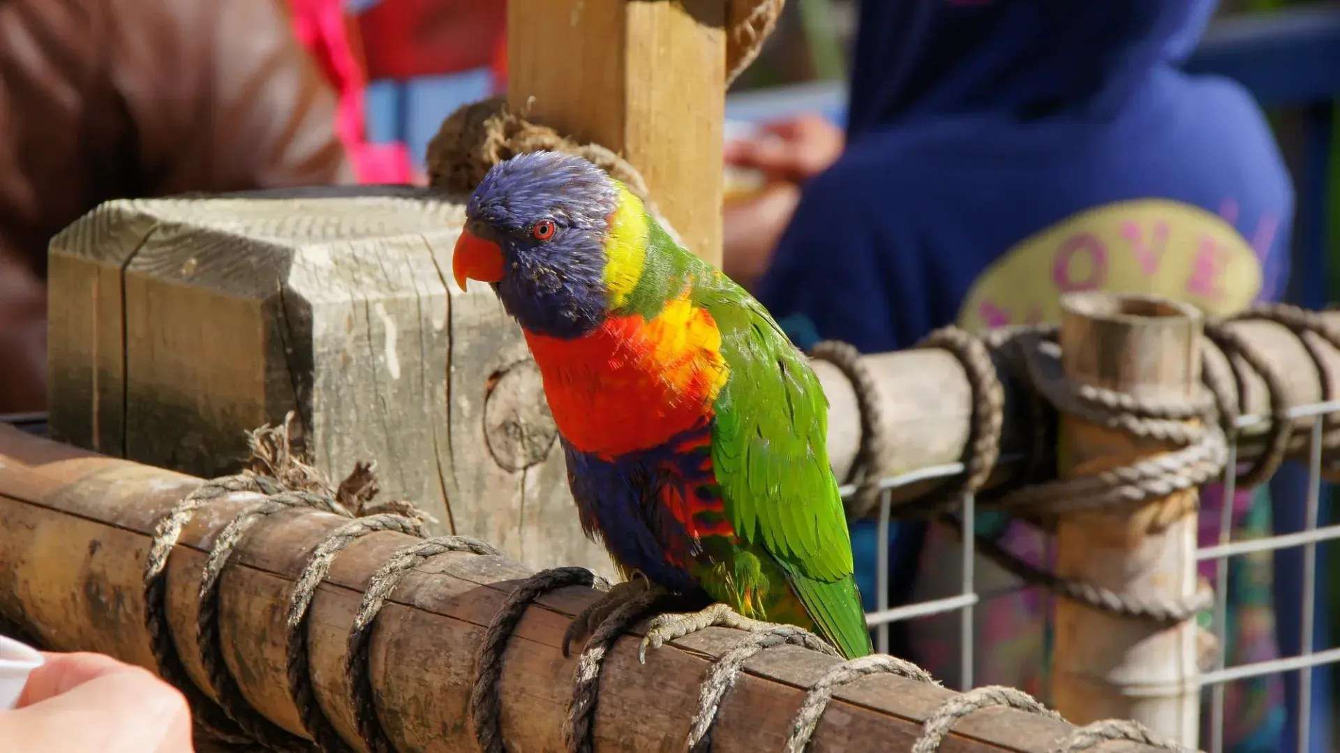Rainbow Lorikeet — Trichoglossus moluccanus, vividly colored Australian nectar specialist