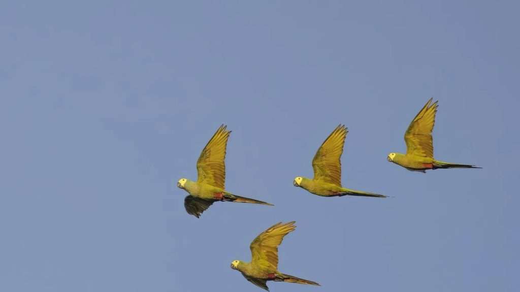 Red-Bellied Macaw