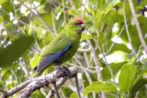 Red-crowned Kakariki — Cyanoramphus novaezelandiae, nimble New Zealand parakeet