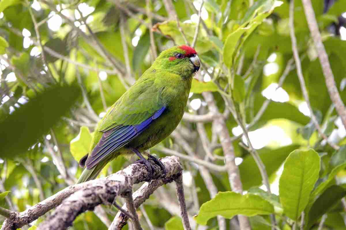 Red-crowned Kakariki — Cyanoramphus novaezelandiae, nimble New Zealand parakeet