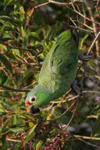 Red-lored Amazon — Amazona autumnalis, colorful amazon with red forehead from Central America