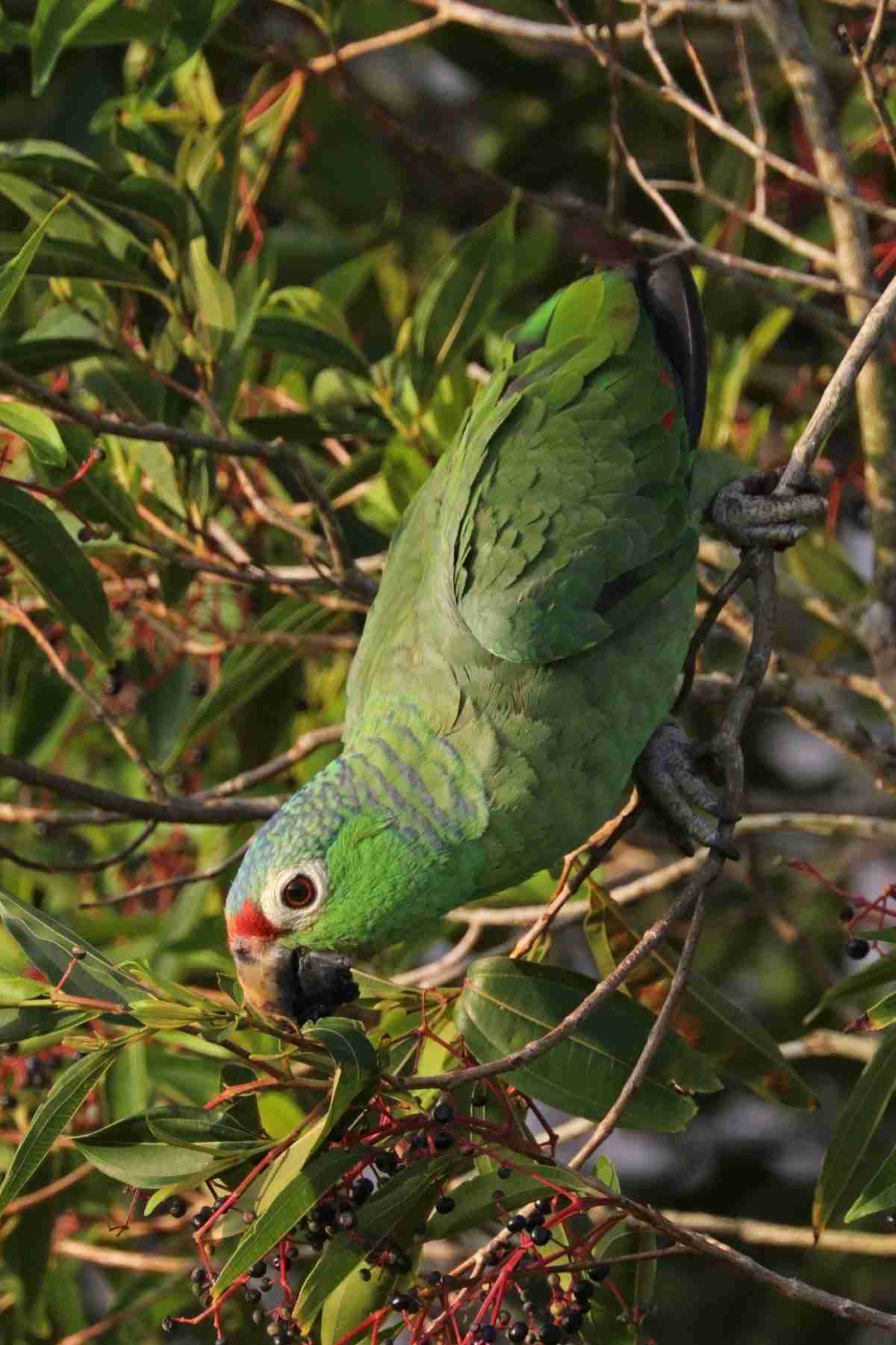 Red-lored Amazon — Amazona autumnalis, colorful amazon with red forehead from Central America