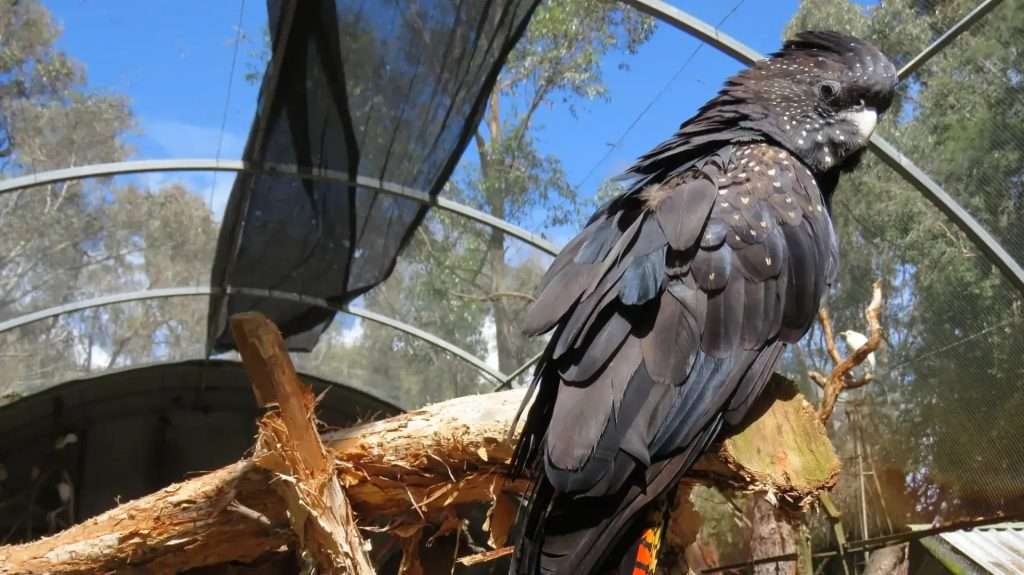 Red-tailed Black Cockatoo