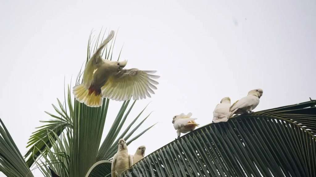 Red-vented Cockatoo