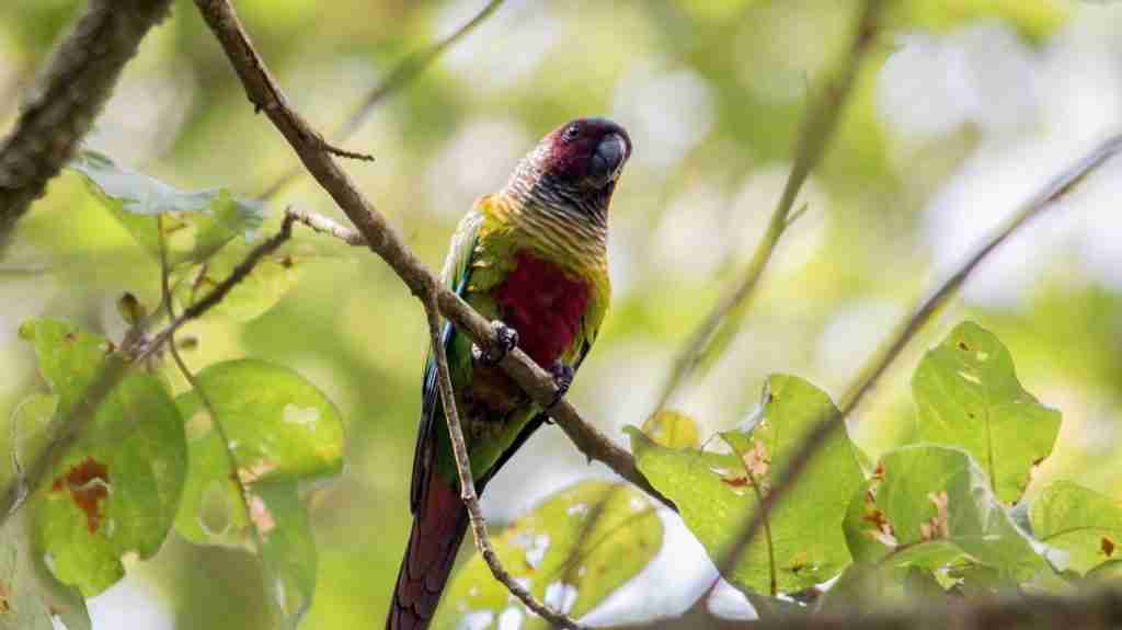 Rose-fronted Conure
