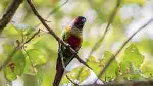 Rose-fronted Conure — hand-raised parrot at Parrot Bliss, West Palm Beach, Florida
