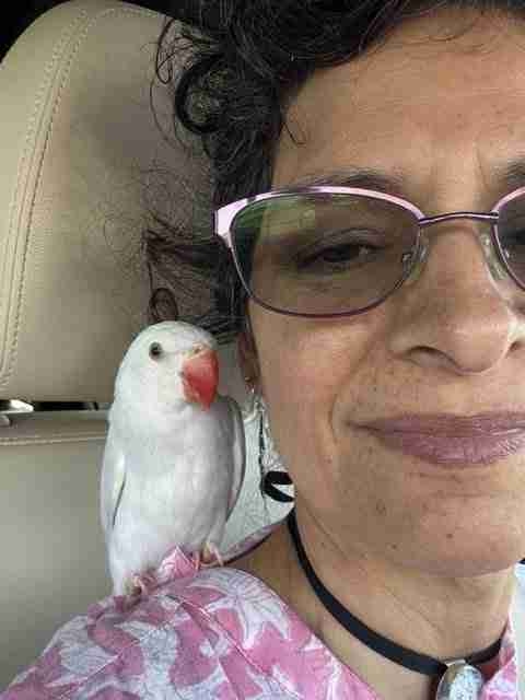 Parrot at the Blissful Sanctuary
