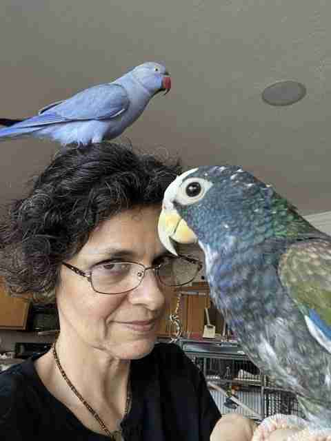 Parrot at the Blissful Sanctuary