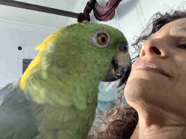 Parrot at the Blissful Sanctuary