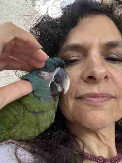 Parrot at the Blissful Sanctuary
