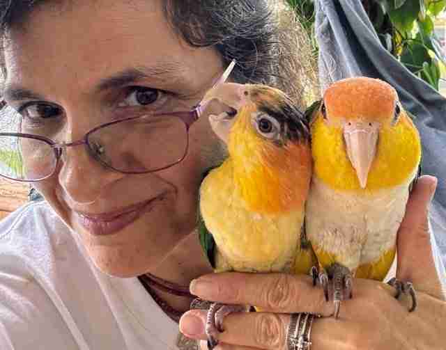 Parrot at the Blissful Sanctuary