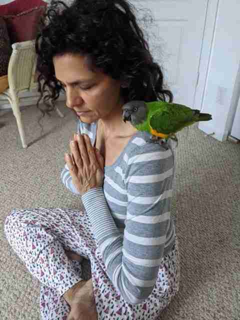 Parrot at the Blissful Sanctuary