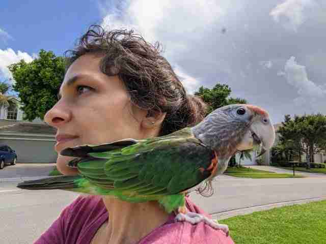 Parrot at the Blissful Sanctuary