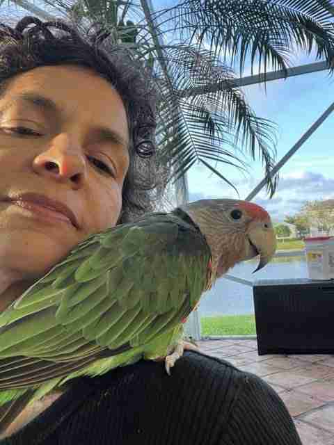 Parrot at the Blissful Sanctuary