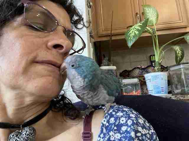 Parrot at the Blissful Sanctuary