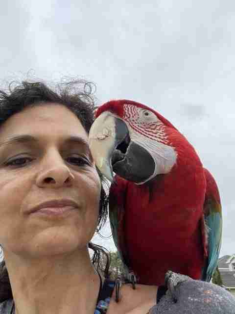 Parrot at the Blissful Sanctuary