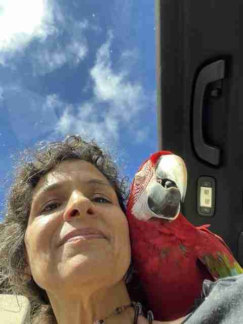 Parrot at the Blissful Sanctuary