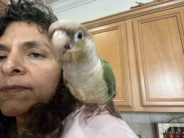 Parrot at the Blissful Sanctuary