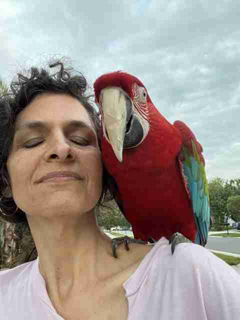 Parrot at the Blissful Sanctuary