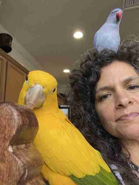 Parrot at the Blissful Sanctuary