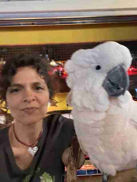Parrot at the Blissful Sanctuary