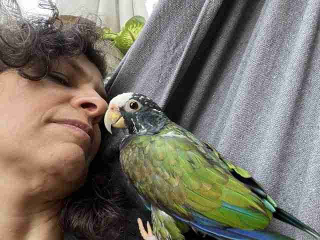 Parrot at the Blissful Sanctuary