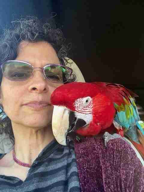 Parrot at the Blissful Sanctuary