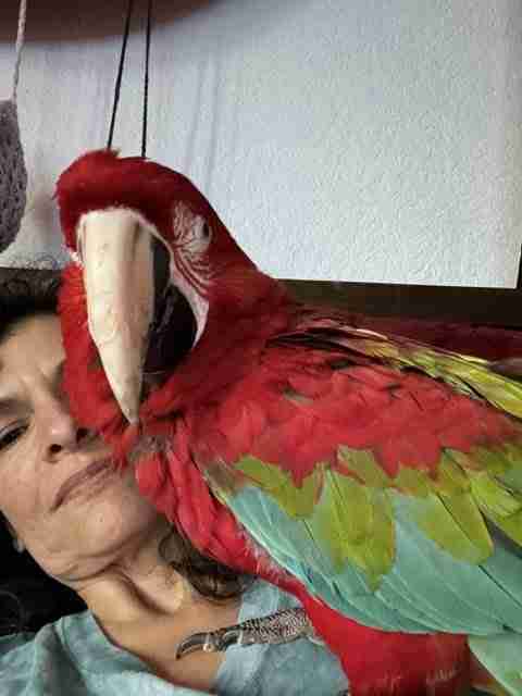 Parrot at the Blissful Sanctuary