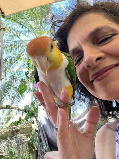 Parrot at the Blissful Sanctuary