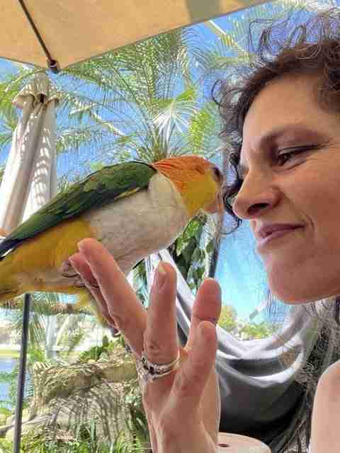 Parrot at the Blissful Sanctuary