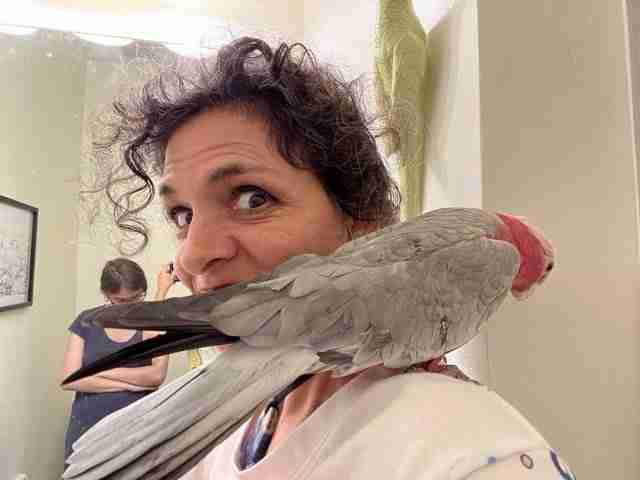 Parrot at the Blissful Sanctuary