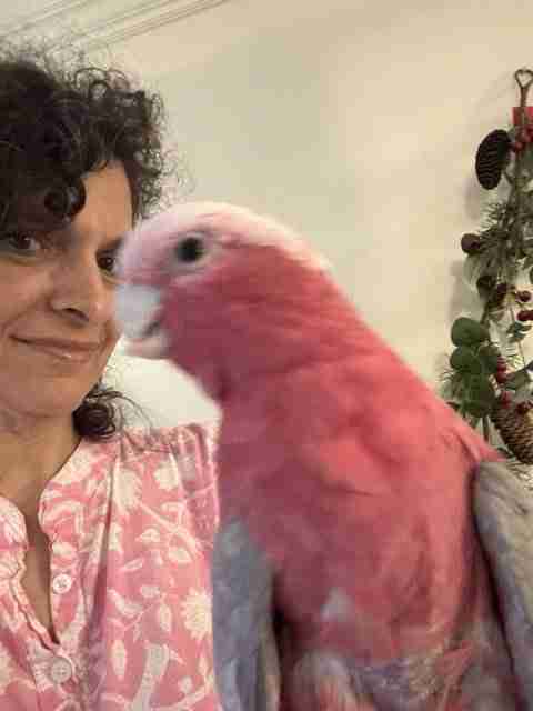 Parrot at the Blissful Sanctuary