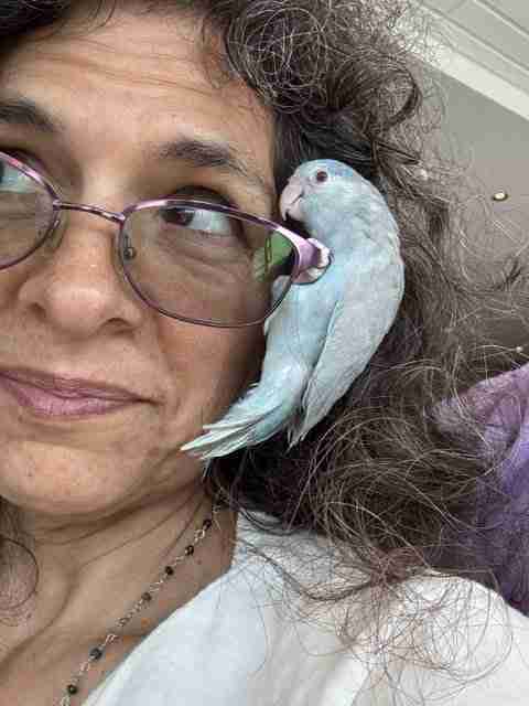 Parrot at the Blissful Sanctuary