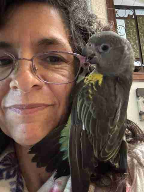 Parrot at the Blissful Sanctuary