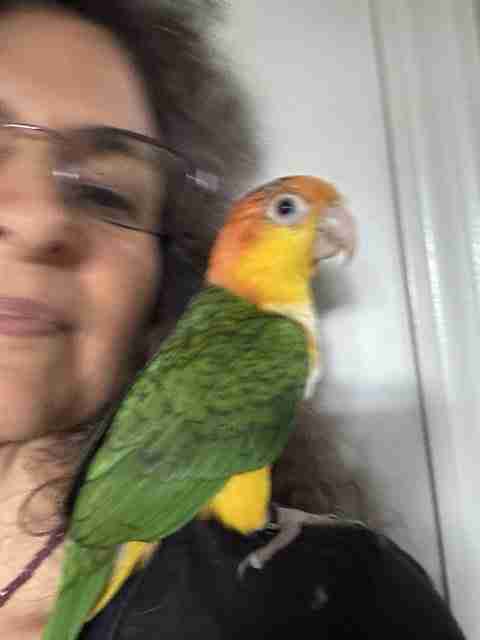 Parrot at the Blissful Sanctuary