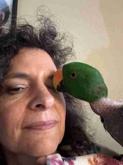 Parrot at the Blissful Sanctuary