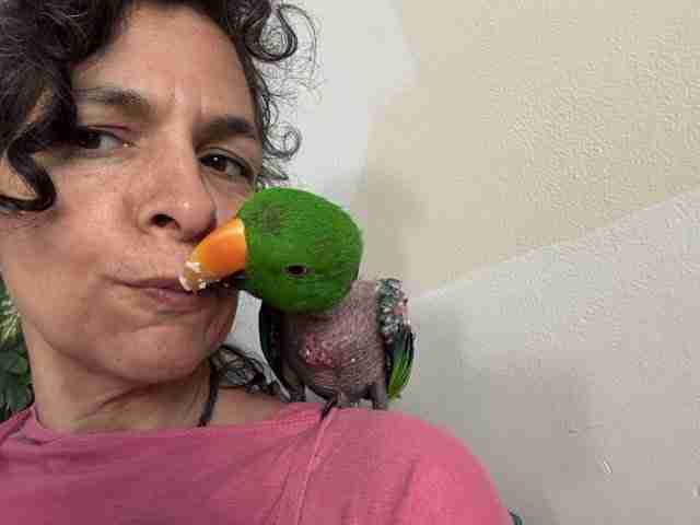 Parrot at the Blissful Sanctuary