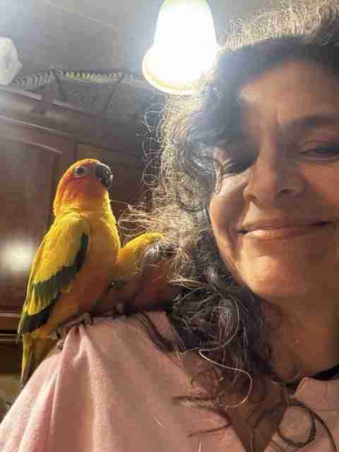 Parrot at the Blissful Sanctuary