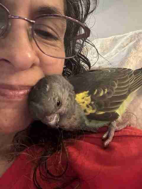 Parrot at the Blissful Sanctuary