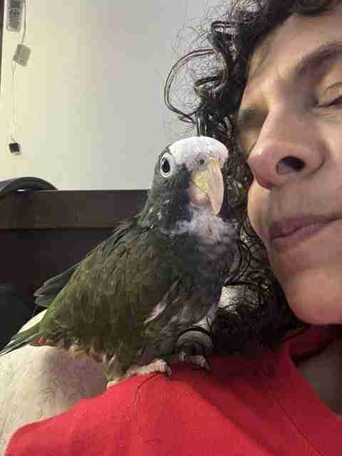 Parrot at the Blissful Sanctuary