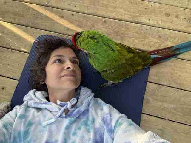Parrot at the Blissful Sanctuary
