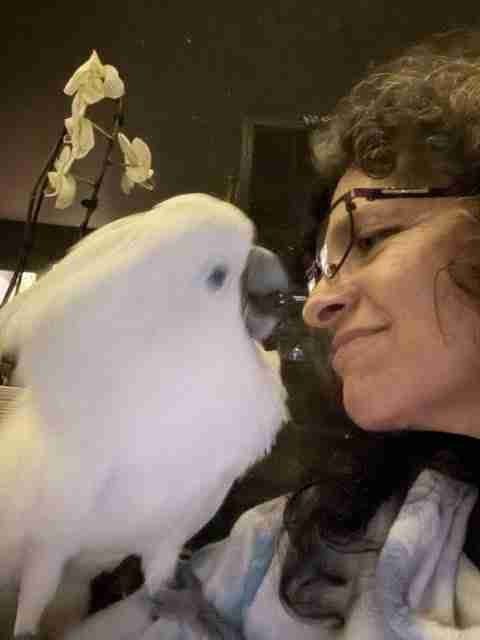 Parrot at the Blissful Sanctuary