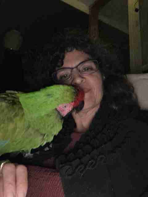 Parrot at the Blissful Sanctuary