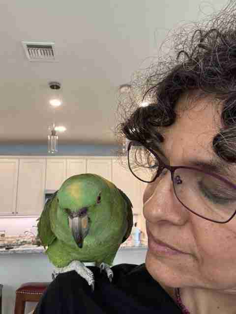 Parrot at the Blissful Sanctuary