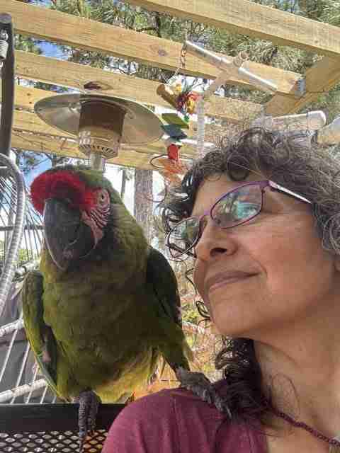 Parrot at the Blissful Sanctuary
