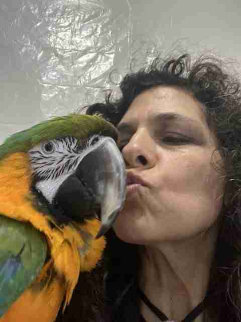 Parrot at the Blissful Sanctuary