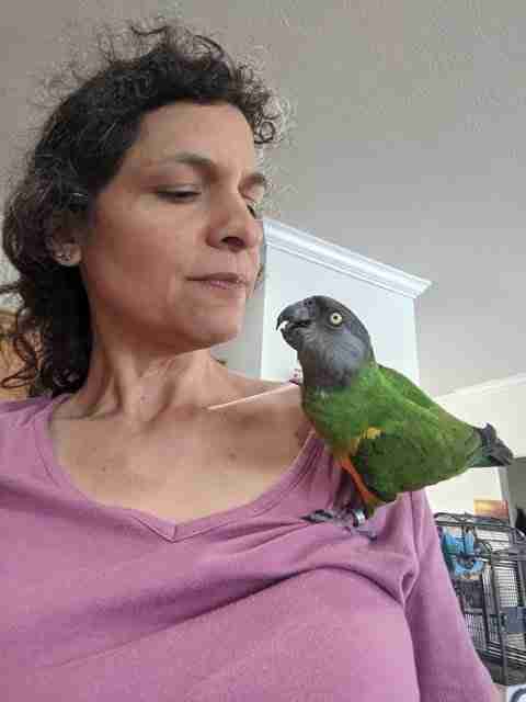 Parrot at the Blissful Sanctuary
