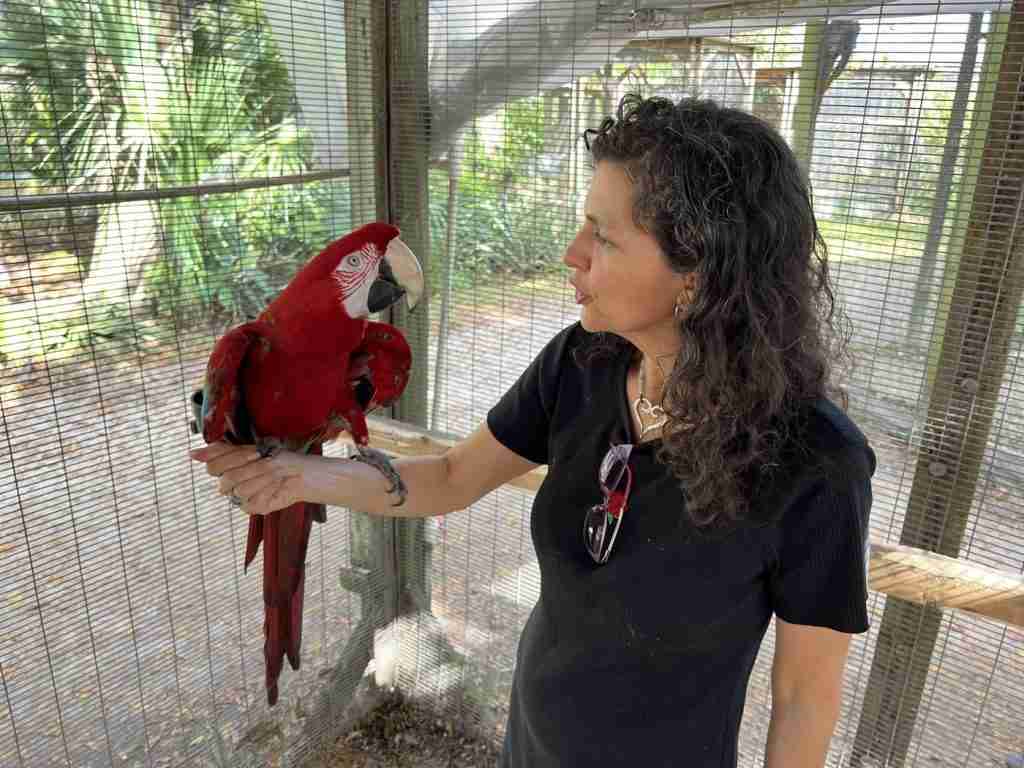 Parrot at the Blissful Sanctuary