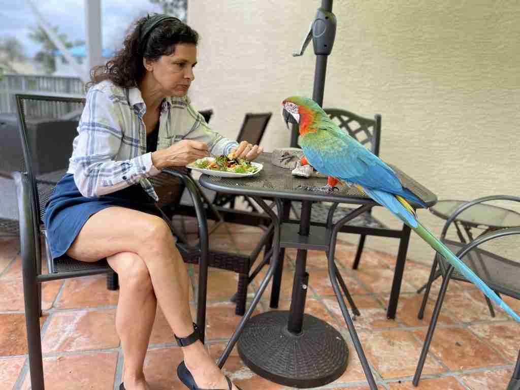 Parrot at the Blissful Sanctuary